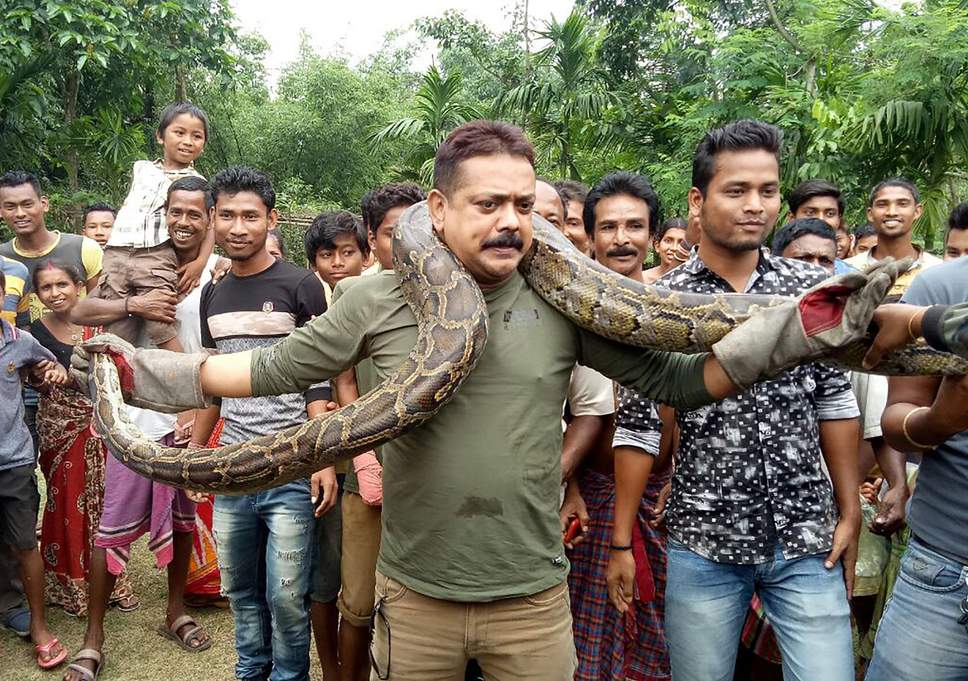 Indian forest range who captured 18ft python nearly strangled while ...