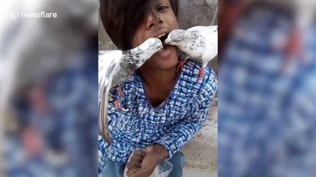 Bizarre moment man feeds his pet pigeons from his mouth in India